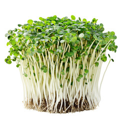 Fresh Broccoli Sprouts Against A Clean White Background. Healthy Eating Concept, Microgreens And Nutrition.