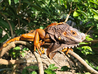 Orange iguana is sunbathing on a green leafy tree trunk, in the morning, with a natural blurred background.
