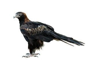 Majestic wedge-tailed eagle standing tall with sharp gaze and powerful talons