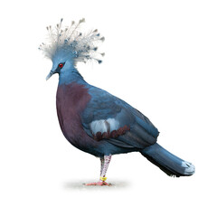 Elegant Victoria crowned pigeon with vibrant blue feathers and ornate crest