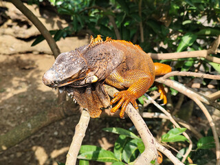 Orange iguana is sunbathing on a green leafy tree trunk, in the morning, with a natural blurred background.