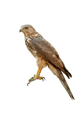 Shikra perched with sharp gaze and raised talons isolated on white background