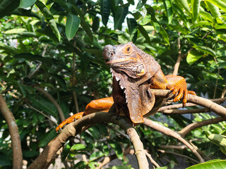 Orange iguana is sunbathing on a green leafy tree trunk, in the morning, with a natural blurred background.