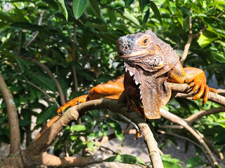 Orange iguana is sunbathing on a green leafy tree trunk, in the morning, with a natural blurred background.