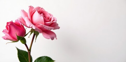 Fototapeta premium Close-up Madame Isaac Pereire rose, right side copy space, pure white background , wedding, rose, petals