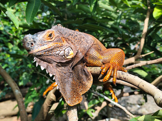 Orange iguana is sunbathing on a green leafy tree trunk, in the morning, with a natural blurred background.