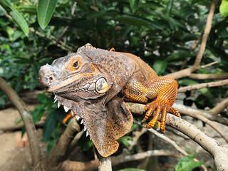 Orange iguana is sunbathing on a green leafy tree trunk, in the morning, with a natural blurred background.