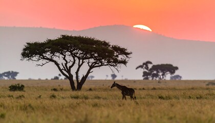 Savanna sunrise giraffe