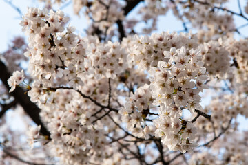 low angle view of cherry blossoms in springtime