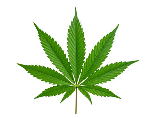 cannabis leaf on white background