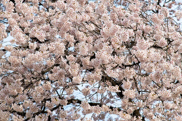 low angle view of cherry blossoms in springtime