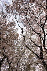 low angle view of cherry blossoms in springtime