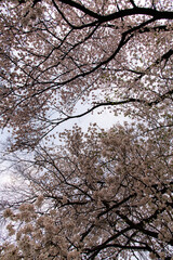 Fototapeta premium low angle view of cherry blossoms in springtime