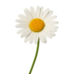 White daisy flower with yellow center on soft blurred background