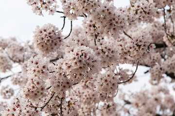 low angle view of cherry blossoms in springtime