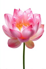 Fototapeta premium Pink lotus flower, close-up, on white