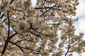 low angle view of cherry blossoms in springtime
