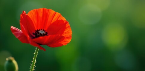 Single vibrant red poppy, delicate petals, lush green stem , green, image