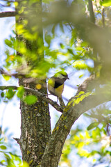 Great Tit (Parus major) perched on a tree among the leaves. Bird animal idea concept. Great tit. Ornithology. Selective focus. No people, nobody. Vertical photo. 