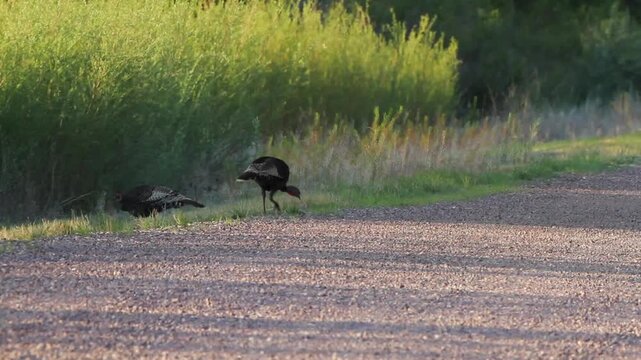 Two female Wild Turkeys feed beside a road in spring, with ambient sound