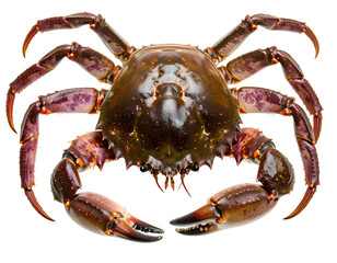 A giant coconut crab with big claws isolated on transparent background.
