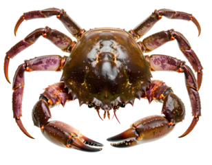 A giant coconut crab with big claws isolated on transparent background.