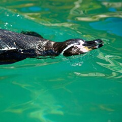 Naklejka premium Penguin swimming in water