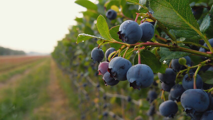 Blueberries swaying in breeze, surrounded by green farm background. Ai generated.