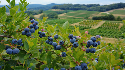 Blueberries swaying in breeze, surrounded by green farm background. Ai generated.