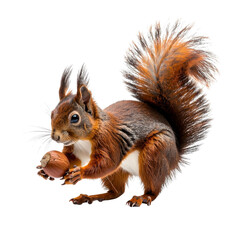 Cute Brown Squirrel with Fluffy Tail Holding a Nut on Transparent Background