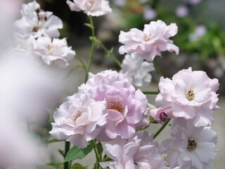 Naklejka premium pink cherry blossom