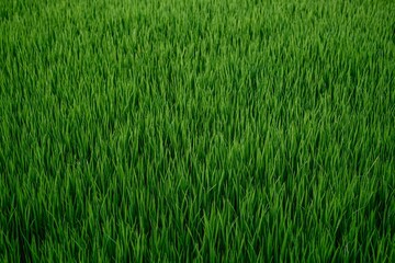Lush green field of vibrant, healthy grass swaying gently in the breeze.