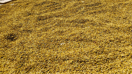 Pile of harvested rice grains drying under sunlight, close-up view of golden paddy texture for agriculture and food industry background