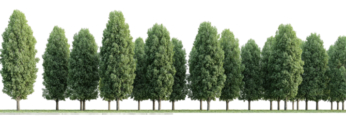 Row of symmetrical, full-bodied trees