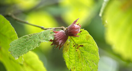 Two hazelnuts with vibrant green leaves and sunlight in a close-up shot.