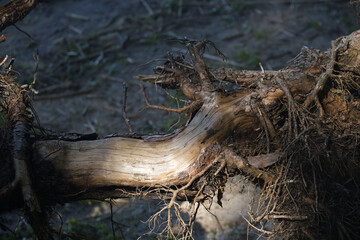 The sun highlights the weathered surface of a fallen tree, revealing intricate details.