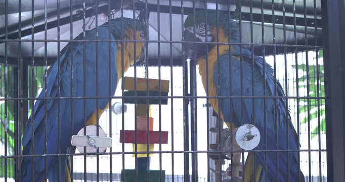 Two Macaw Parrots sitting in cage 4k