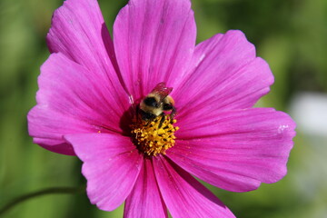 bee on pink flower