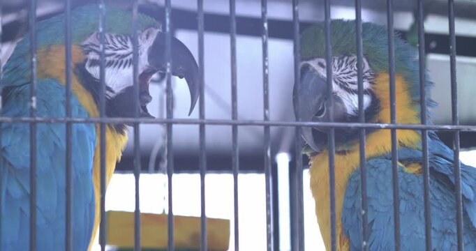 Adult Macaw parrots behind cage bars 4k