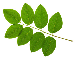 Green Leafy Branch with Serrated Oval Leaves PNG