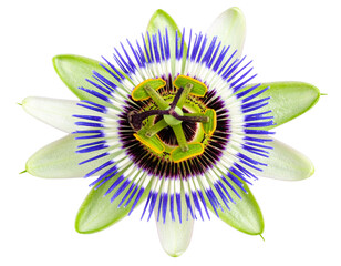 blue flower isolated on white