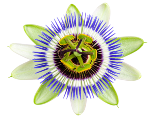 blue flower isolated on white