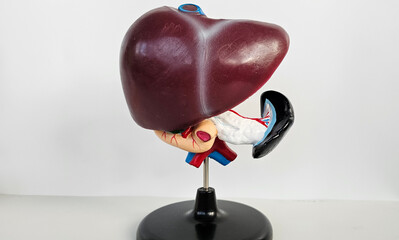Human liver anatomy closeup. Realistic anatomy structure of liver organ of hepatic system and organ...