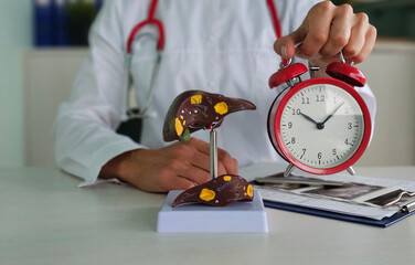 Doctor examines liver model while holding alarm clock