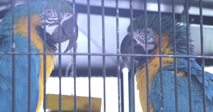 Colorful Macaw parrots in cage 4k