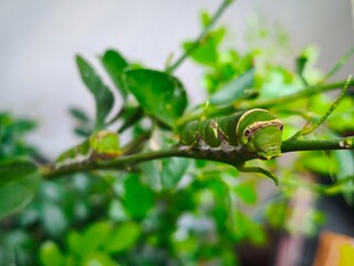 two big green caterpillar hanging on leaf branch eating leafs for photo stocks
