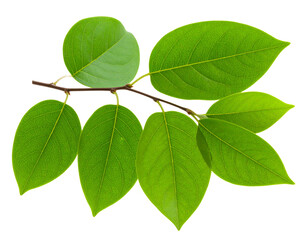 Natural Green Branch with Oval Serrated Leaves PNG
