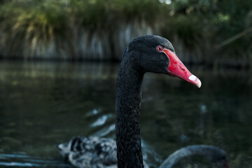 Northbrook Wetland 16th August 2025