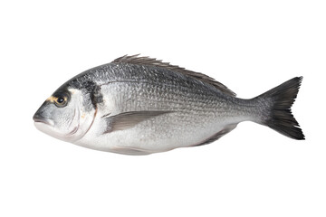 Fototapeta premium fresh fish isolated on white