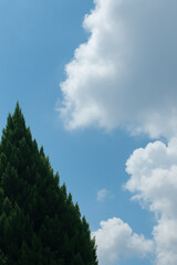 Obraz premium Blue Sky with Natural Green Trees and White Clouds 파란 하늘과 자연스러운 초록 나무 그리고 흰 구름